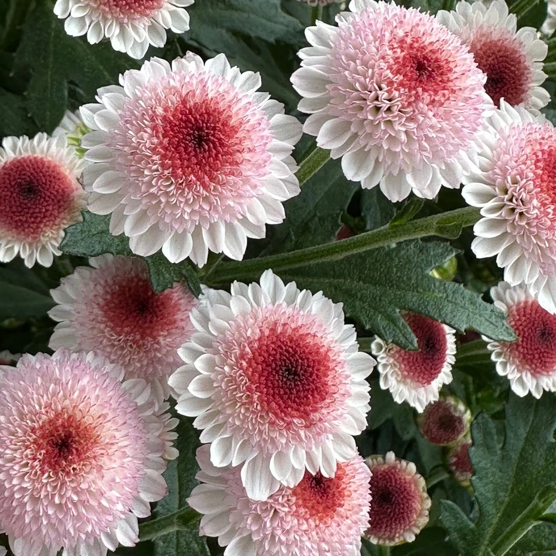 珠玉之卵菊花 盆栽多年生易爆花发货快新手易养护喜阳植物