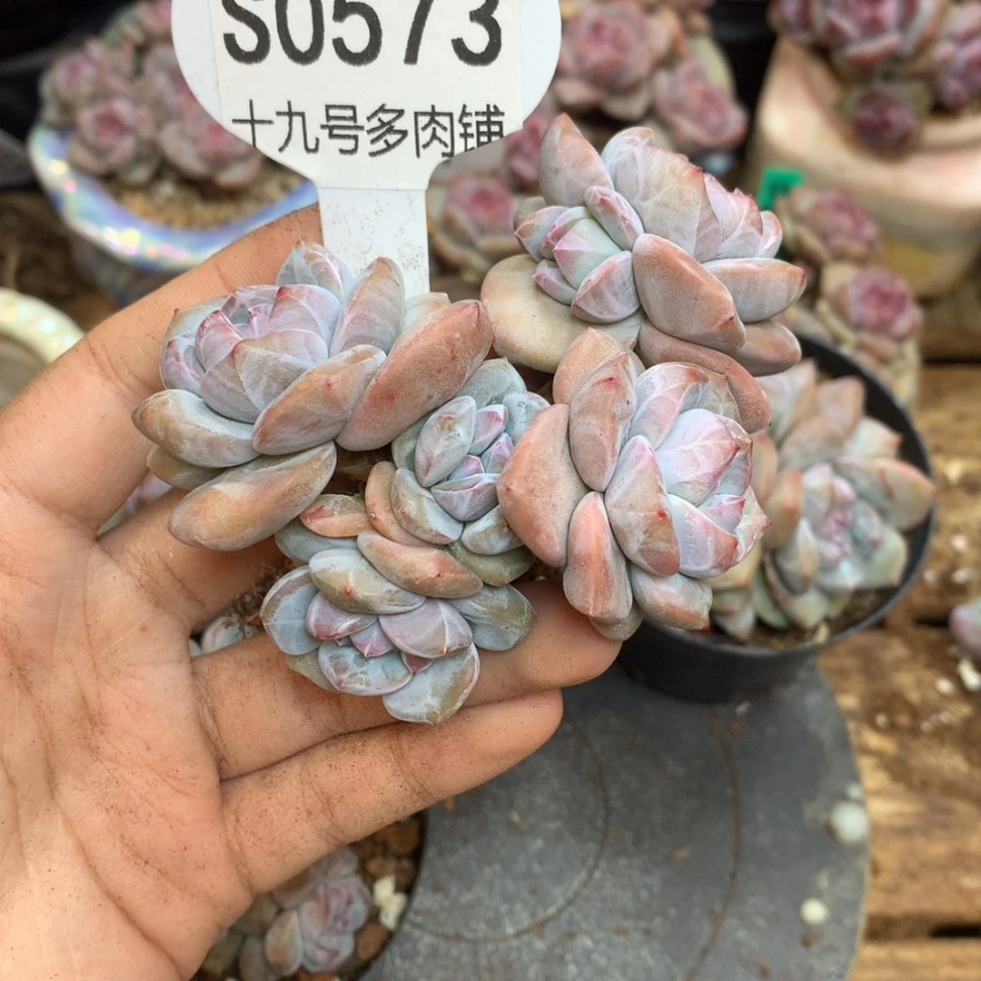 S0573突尼斯 背景同款小树