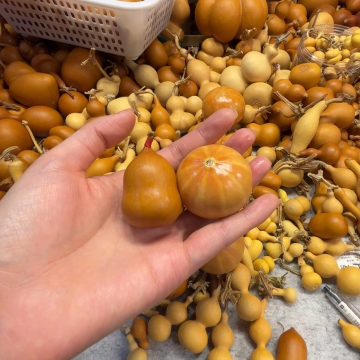 〰***?陈大宝的两把葫芦