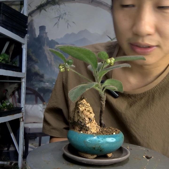 卤****歌中青园艺一物一拍137