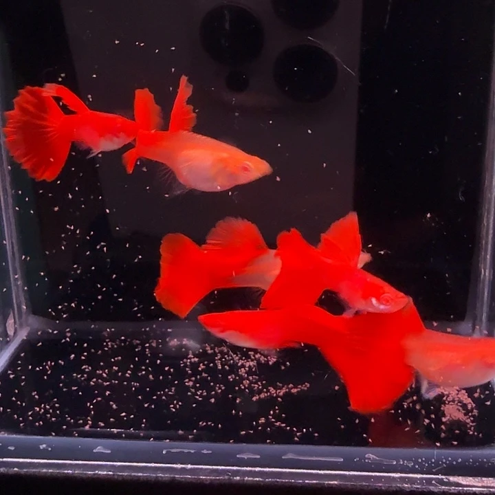 孔雀鱼血红红玫瑰3对