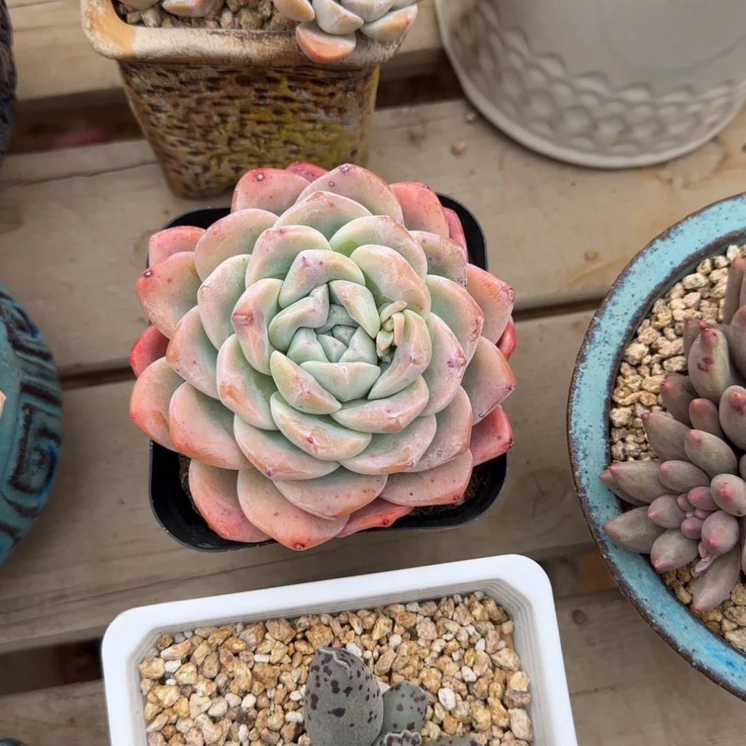 冰玉单头五十包邮