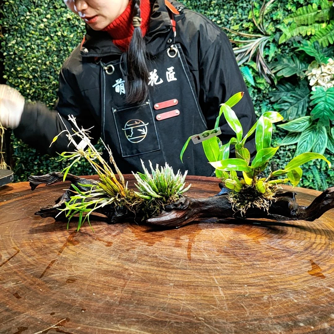 【闪购商品】老****于194米斛，小鸽，具槽花花卉