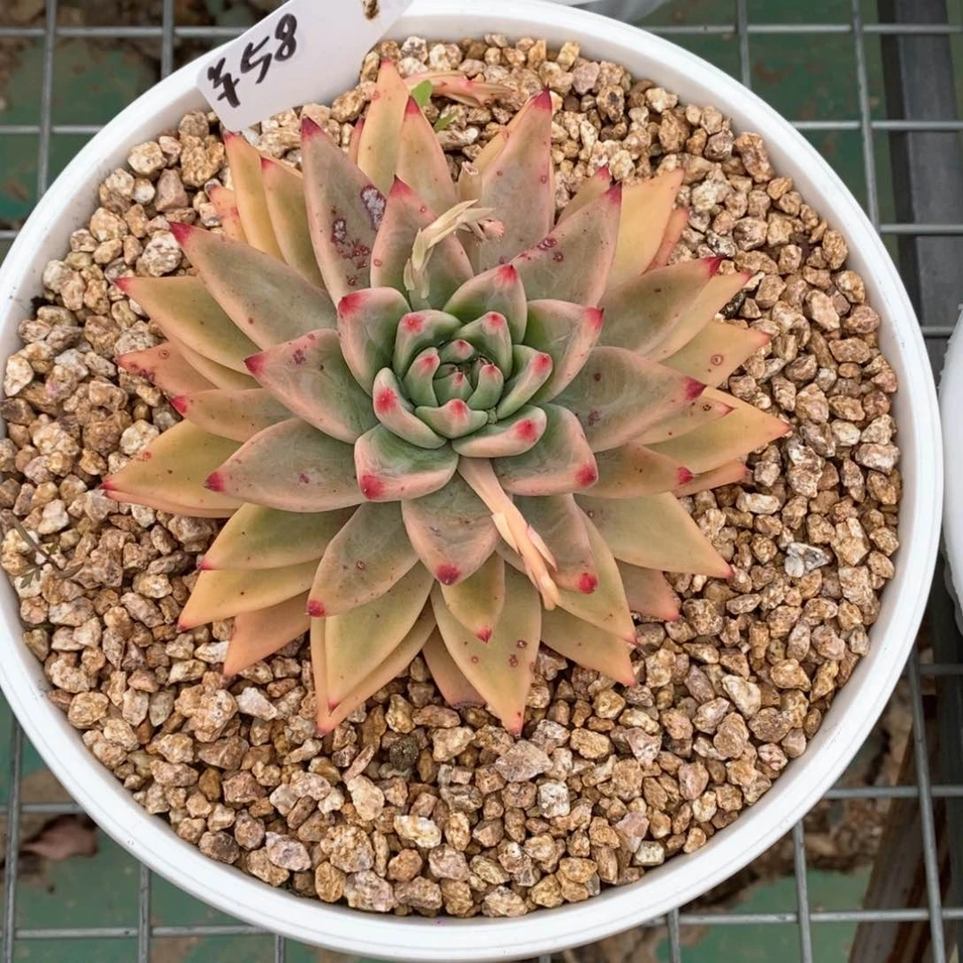 花****熊布鲁克斯B-25.2.7