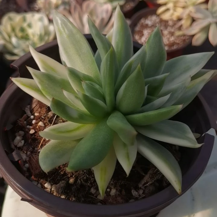 虎鲸超白锦三花脸