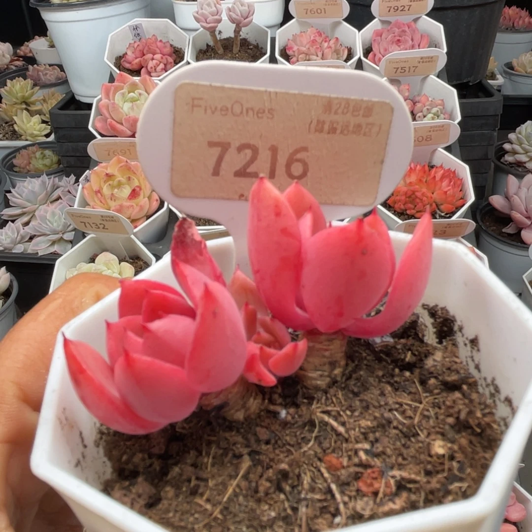 高贵7216-5.5厘米