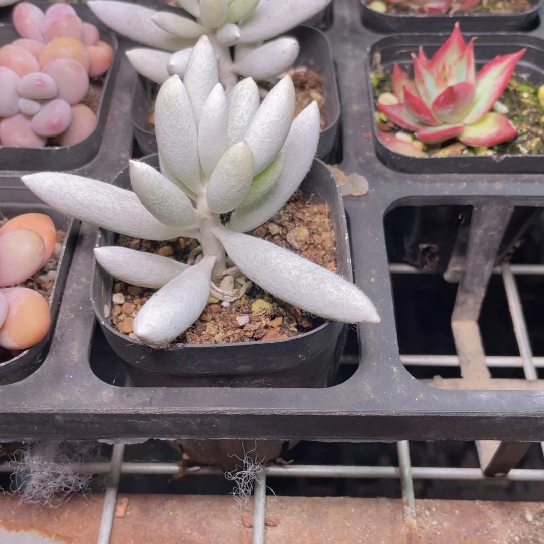 单头银月多肉9.9包邮发货