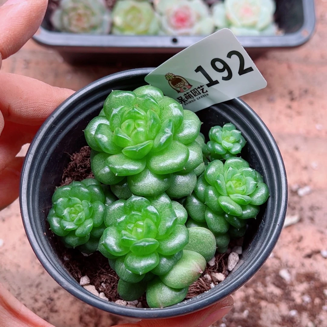 多肉植物多肉植物