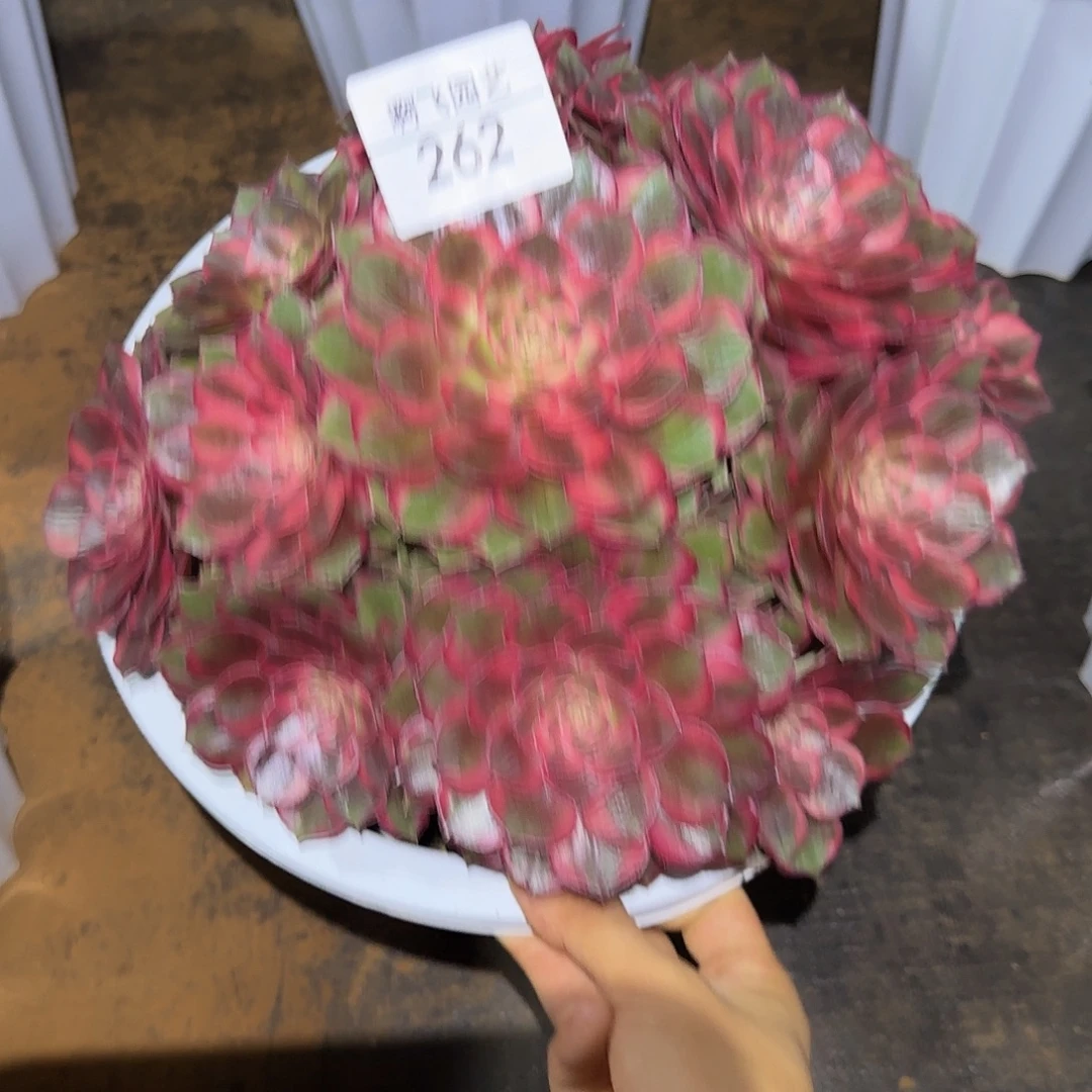 262多肉 红花郎福利法师