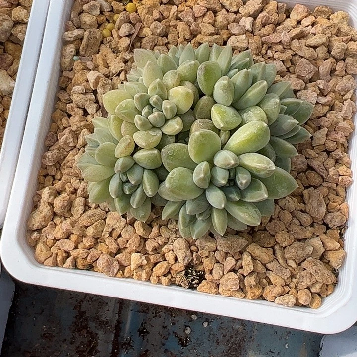 十头雨花石自然群111