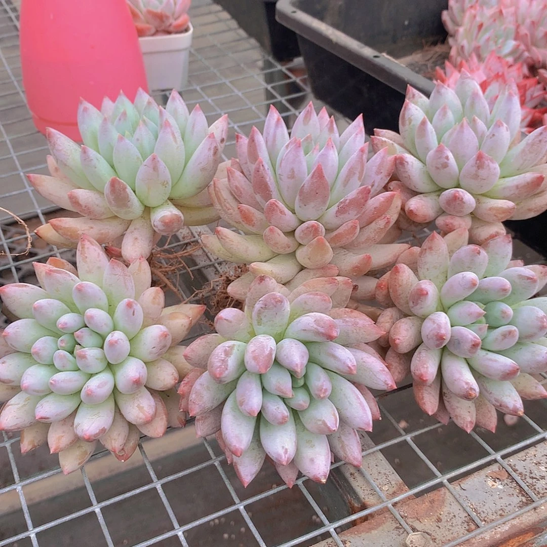 所罗门捡漏35689900000000