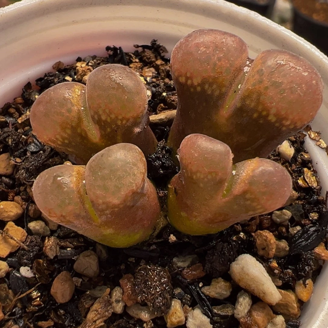 175多肉植物种类多样