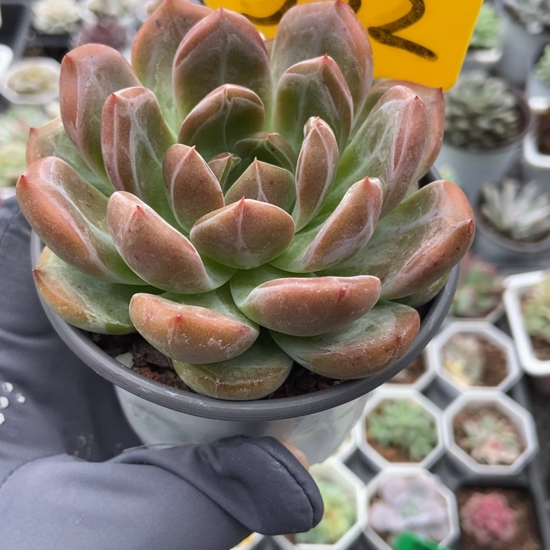532香槟多肉植物多肉