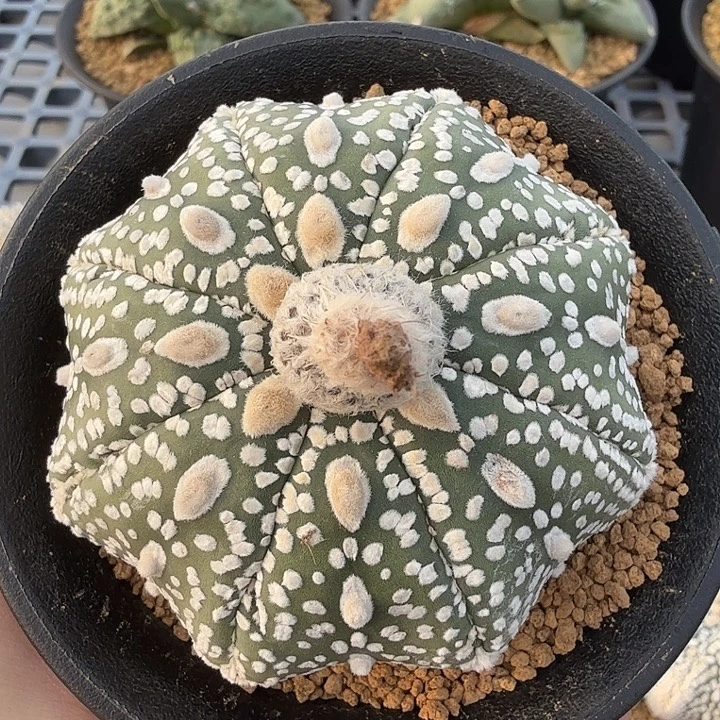 无花朵6.8公分雨滴尤海星超福利