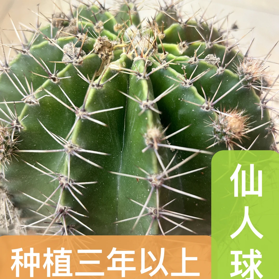 新鲜现挖仙人球2-3斤可炖汤炖猪肚