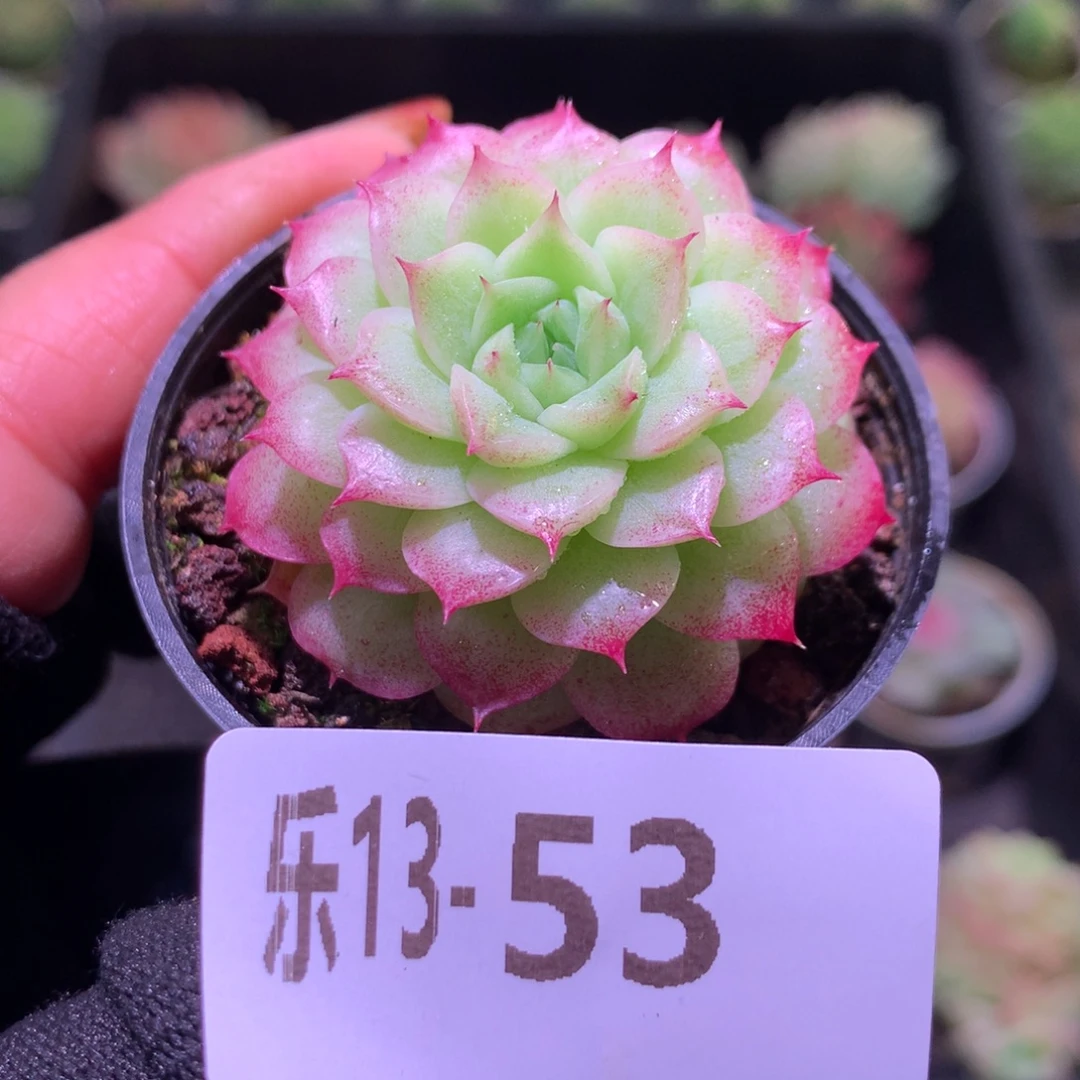 乐然13-53 麦秆单头