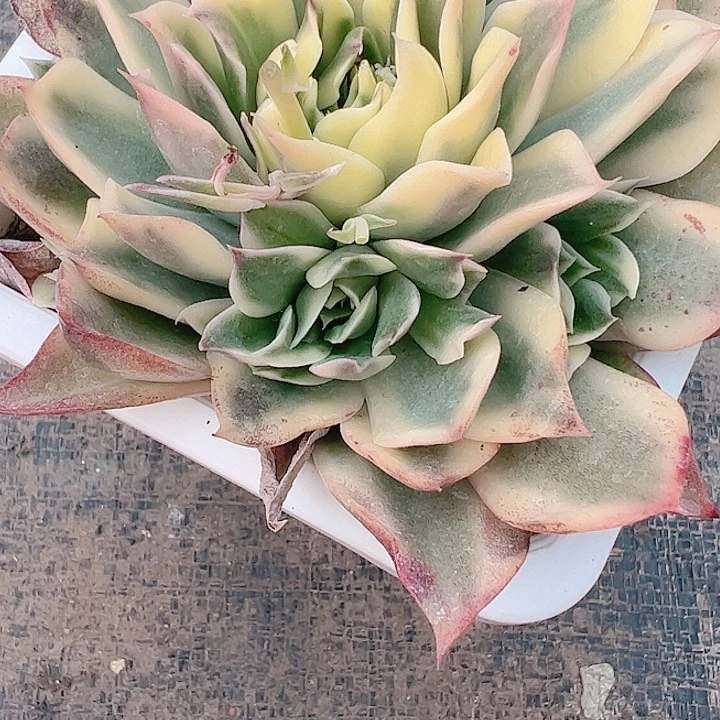 豆*~多肉植物多肉植物