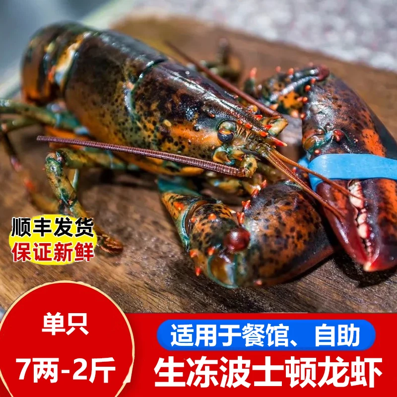【顺丰】鲜冻波士顿龙虾澳洲龙虾熟冻帝王蟹小规格波龙餐饮自助批发