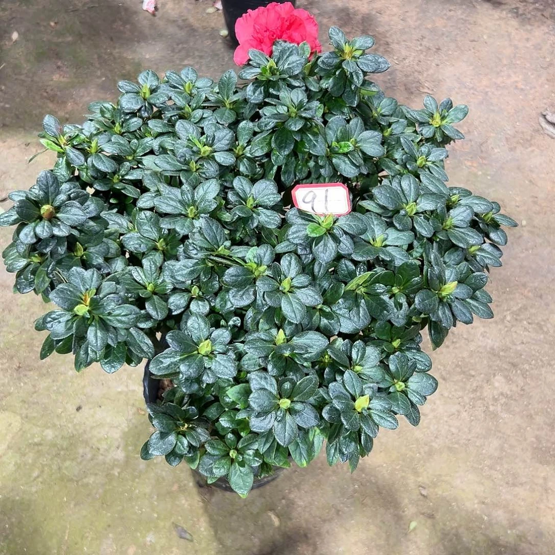 大部分花苞少量开放91