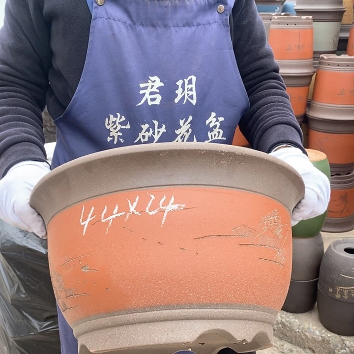 紫砂花盆盆栽花卉苗木种植