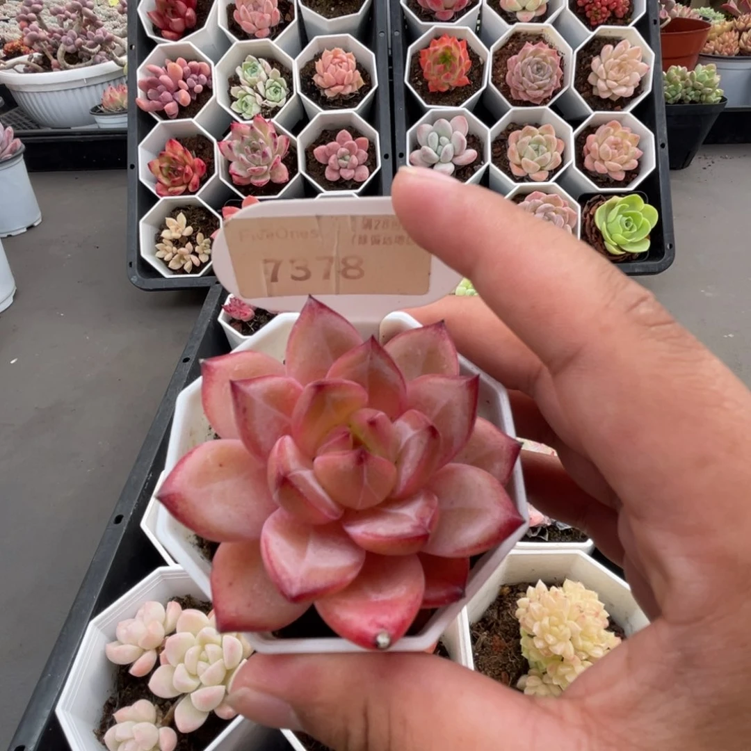 7378黑武士 5.0厘米