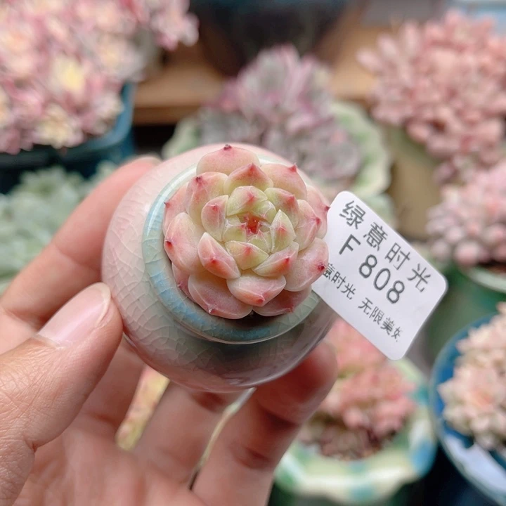808 糖心冰魄 带陶瓷盆发货 满28包邮