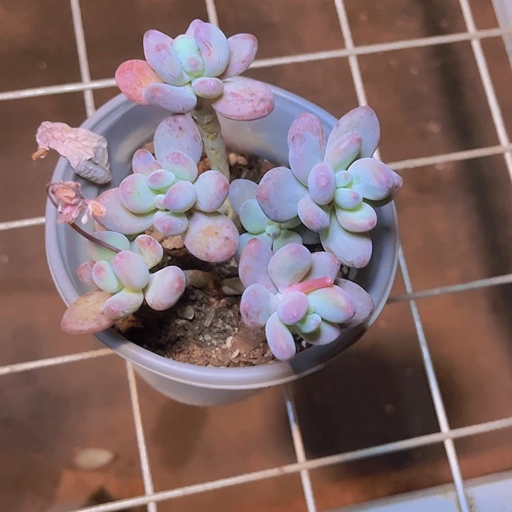 ✿****寻这两句真的好好哭呜呜