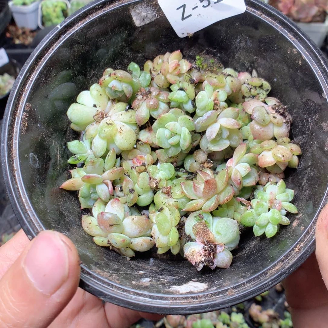 无花朵Z51一英语英语英语英语英语英语