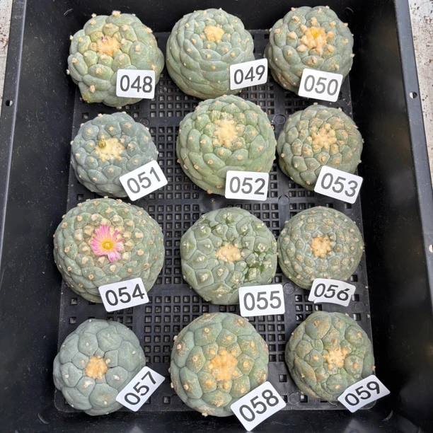 福利 有根点 第二件半价 048-059