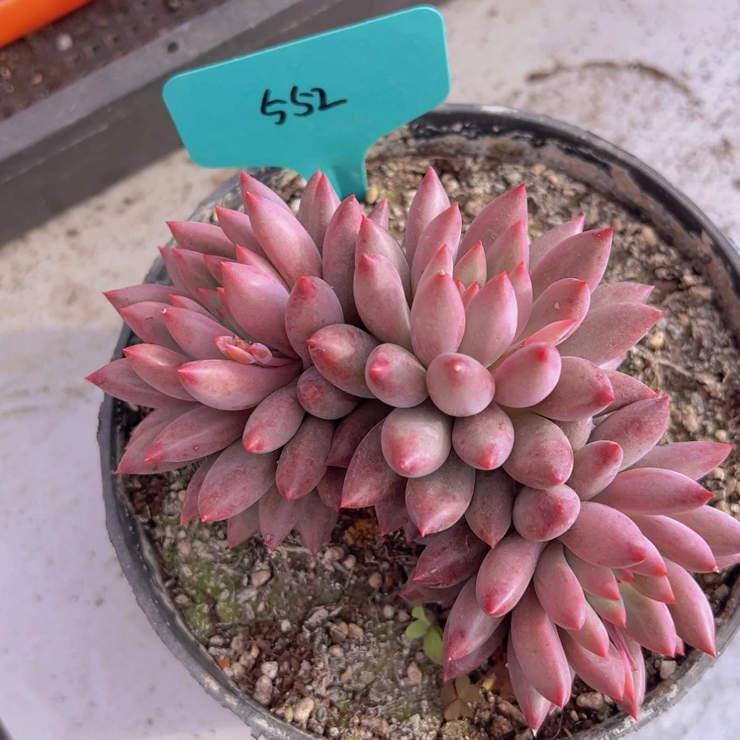 香玉的故事是一个人的