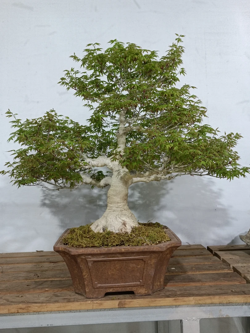 枫树盆景适合庭院摆放