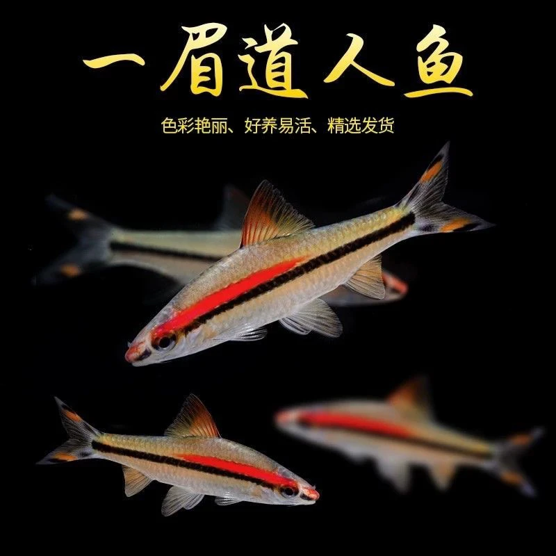 一眉道人鱼热带淡水观赏鱼群游好养适合草缸饲养