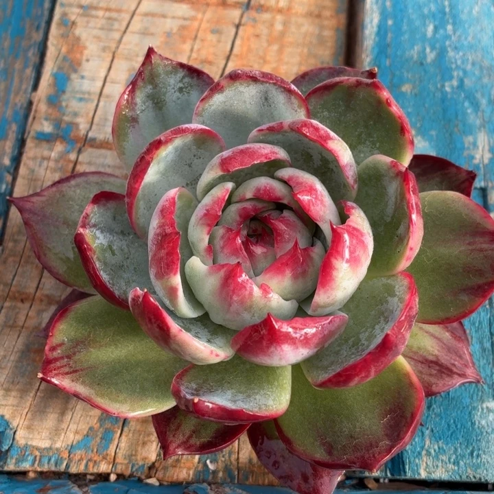 多肉植物惊鸿仙子