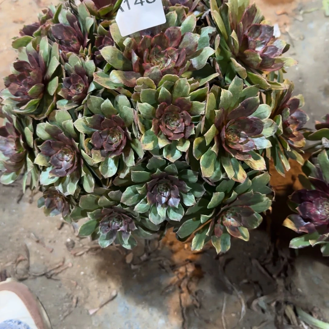 啊***娇红丝绒一物一拍146