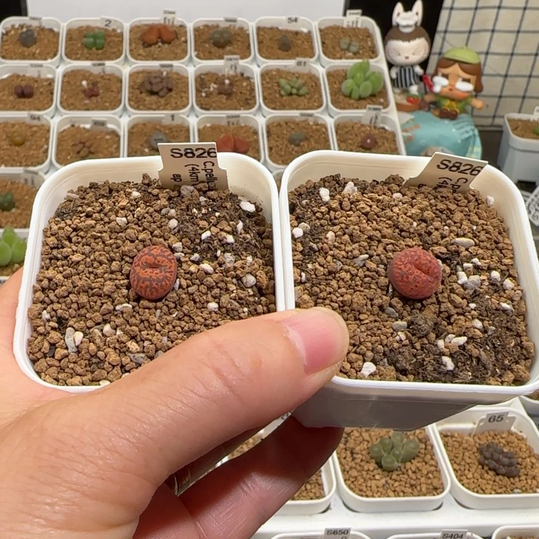 幸***运肉锥多肉植物组合-1370