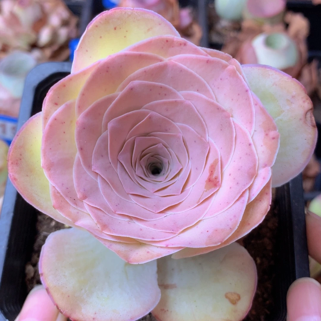 一物一拍听风念263