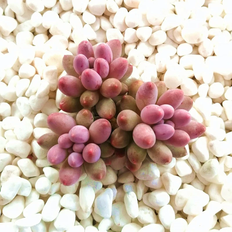 穴盘婴儿手指三颗3-4cm【满9.9包邮】多肉植物以直播间展示为主