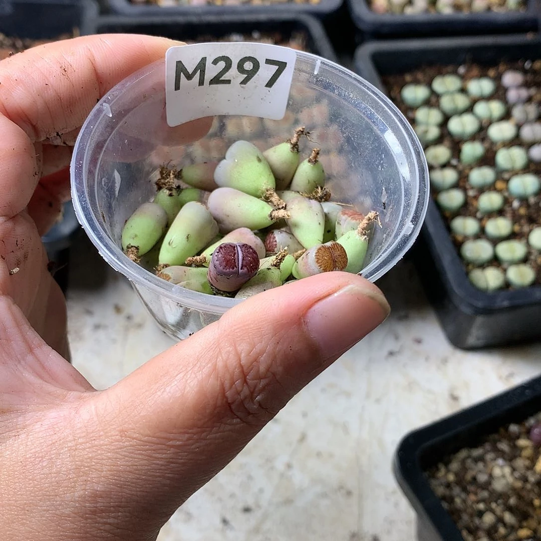 菲*M297多肉植物保护