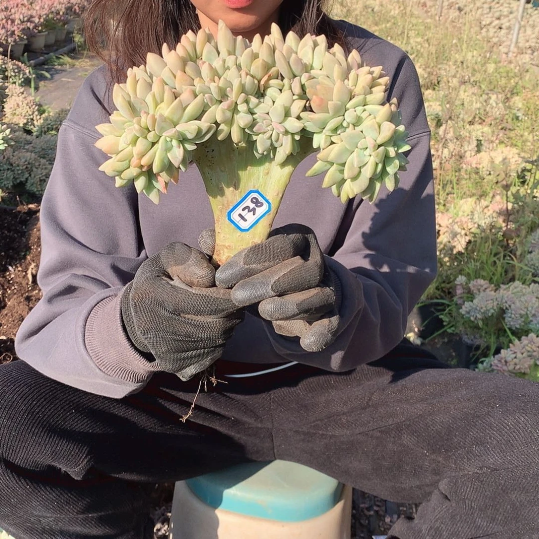 138 淡雪缀 一物一拍