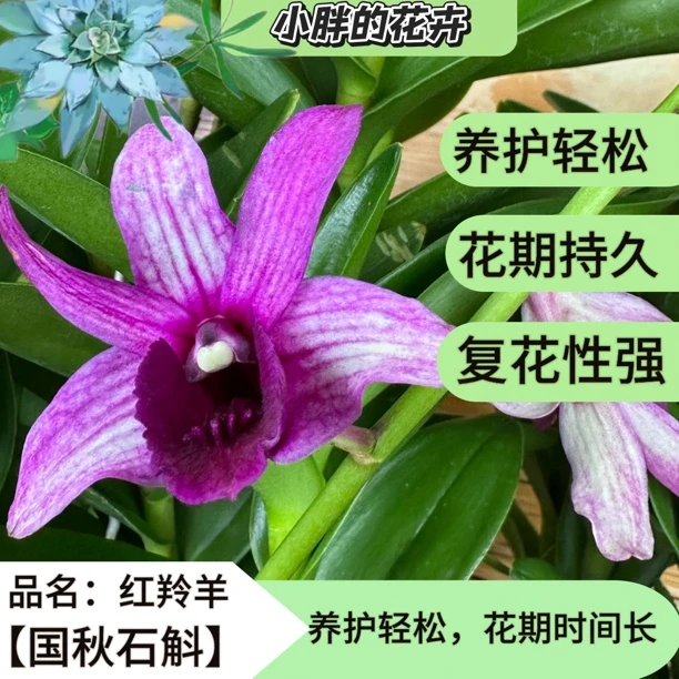 红羚羊秋石斛兰盆栽室内外易养兰花花卉阳台