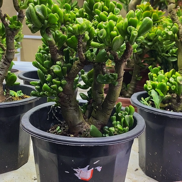 马蹄吸财树一物一拍多肉植物