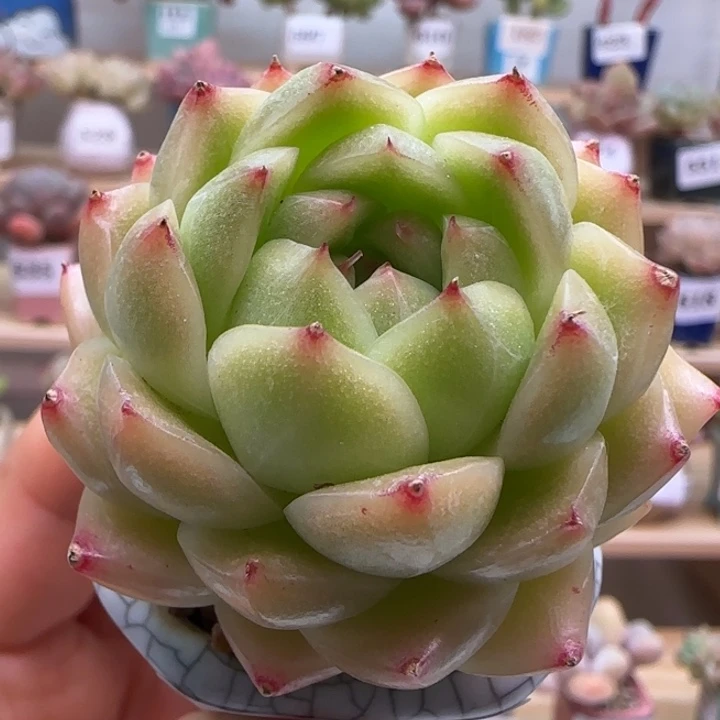 608麦秆满38包邮（除新疆 西藏 内蒙）