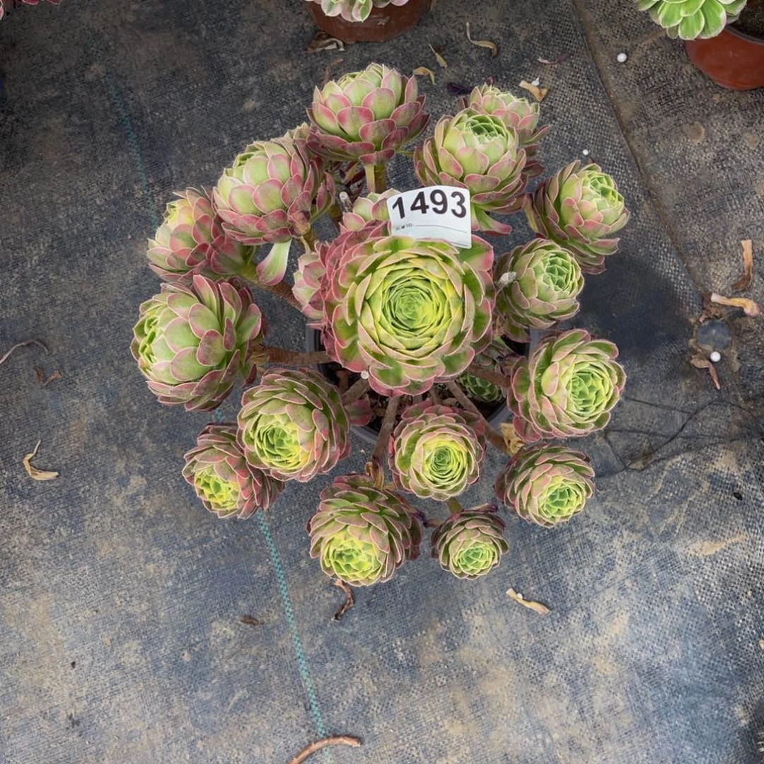 无花朵?**乐海王1493有断枝