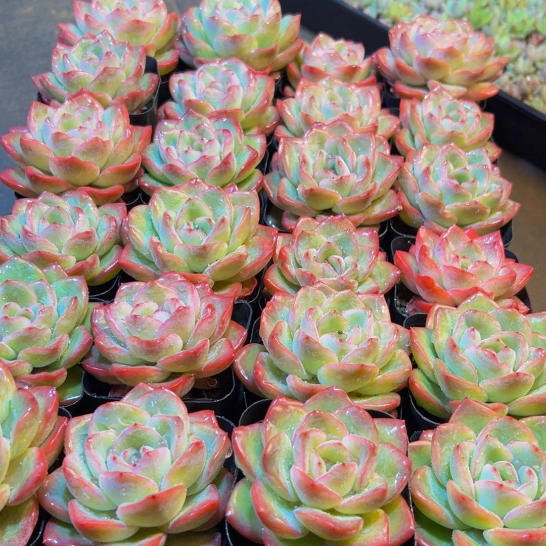 946多肉葡萄的味道是真的很好吃