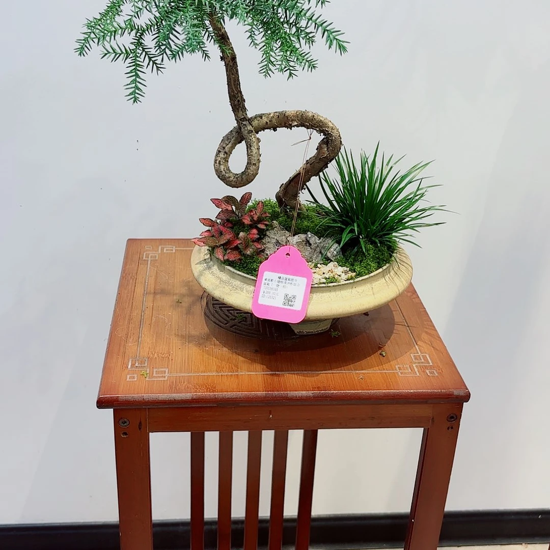 无花朵思*高端艺术盆景一物一拍