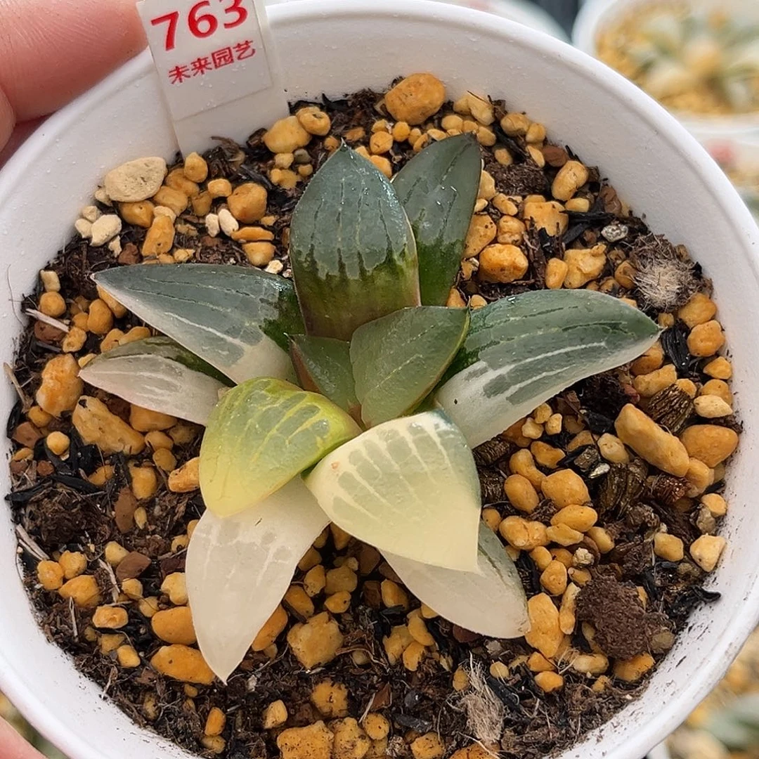 763阿房宫寿锦福利