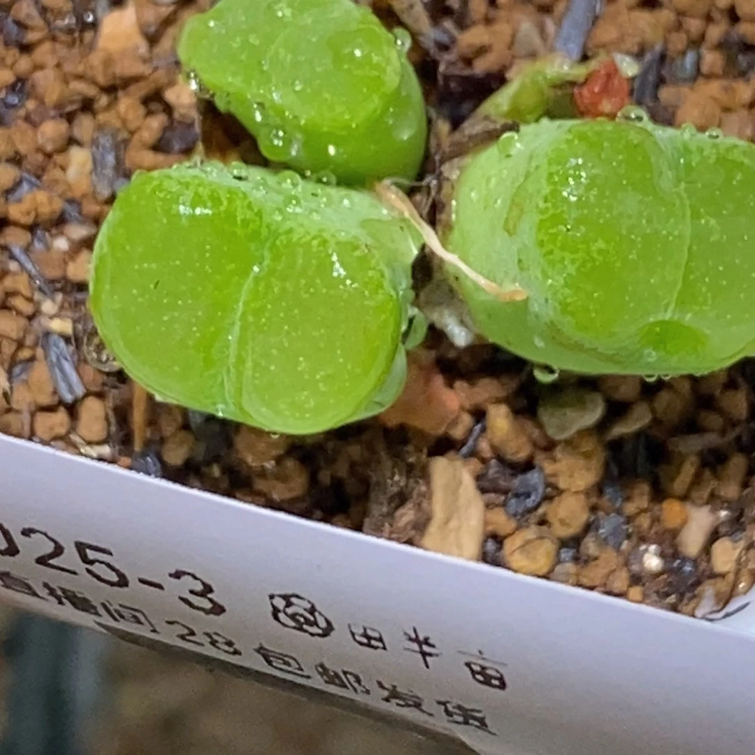 0721.全窗肯尼迪0721.全窗肯尼迪