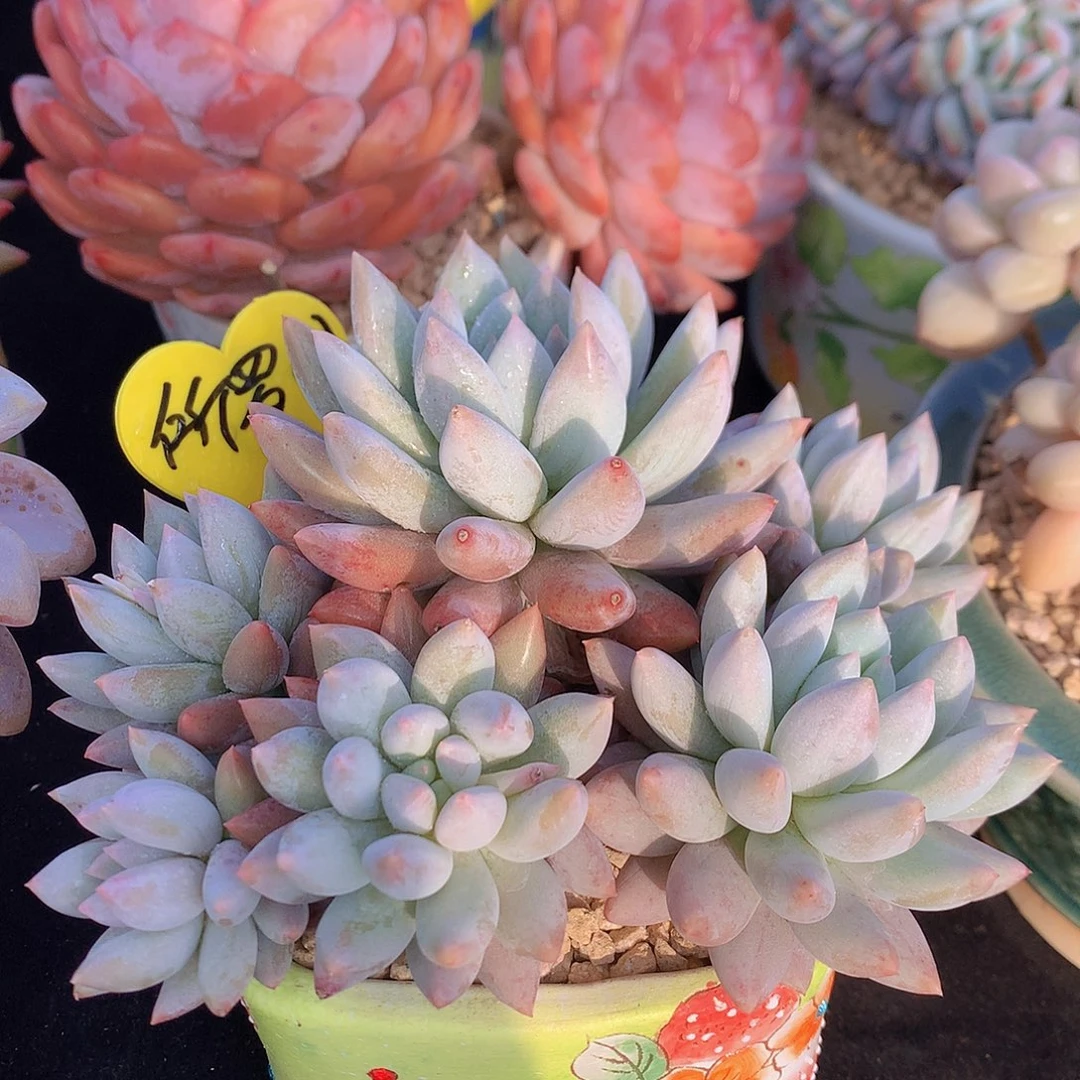 所罗门多肉一物一拍