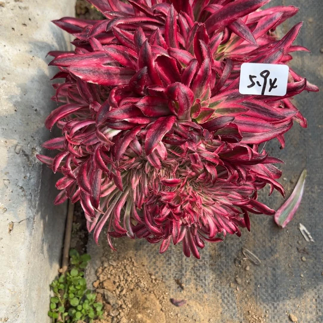 94朱雀缀多肉多肉多肉