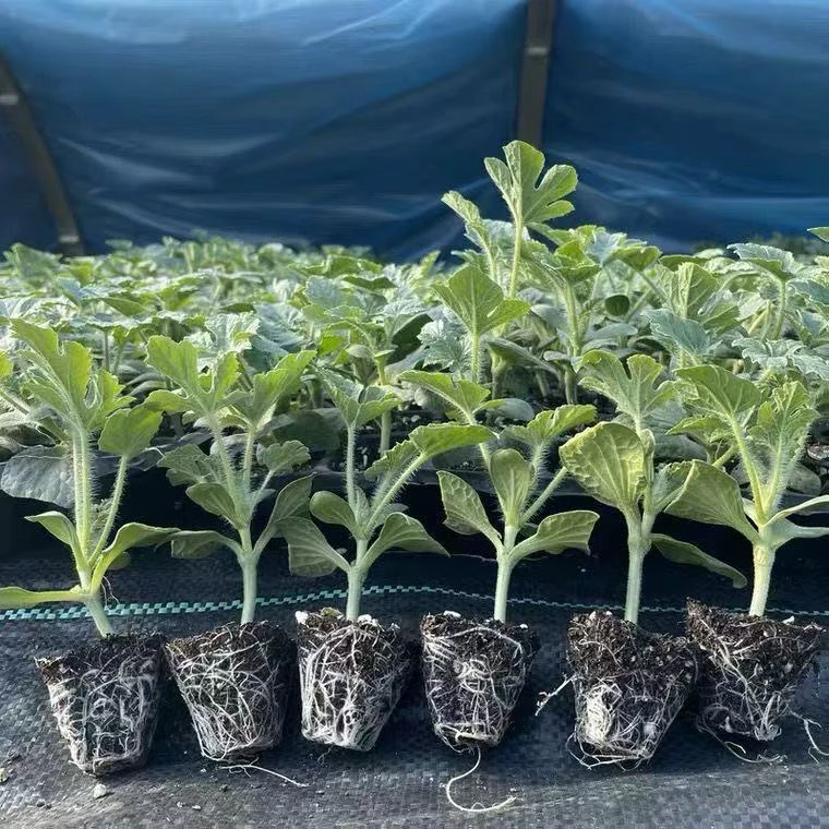 【苗圃直发】嫁接西瓜苗8424麒麟美都西瓜秧苗盆栽地栽正宗西瓜苗